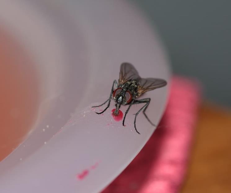 ¿Seguir o no ingiriendo la comida si una mosca se para en ella?