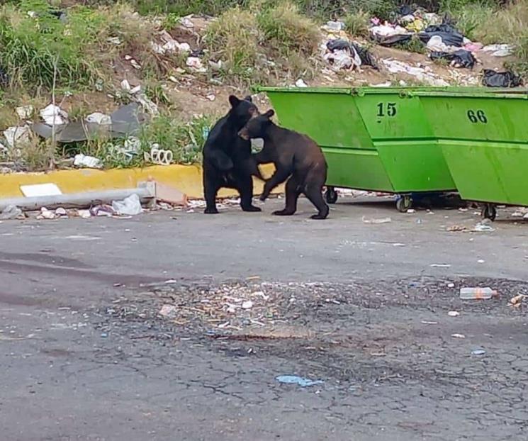 Presentan reforma de ley para prevenir avistamiento de osos