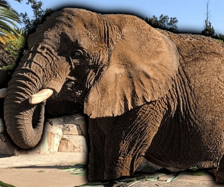 Piden salvar a la "Elefanta más triste del mundo"