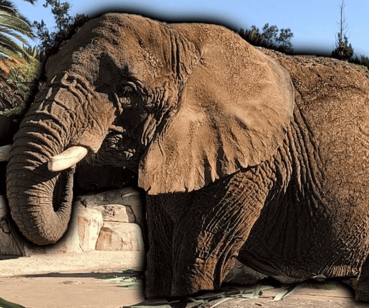 Piden salvar a la Elefanta más triste del mundo