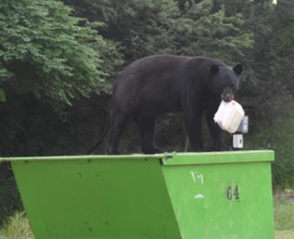 Buscan evitar más osos en zona urbana