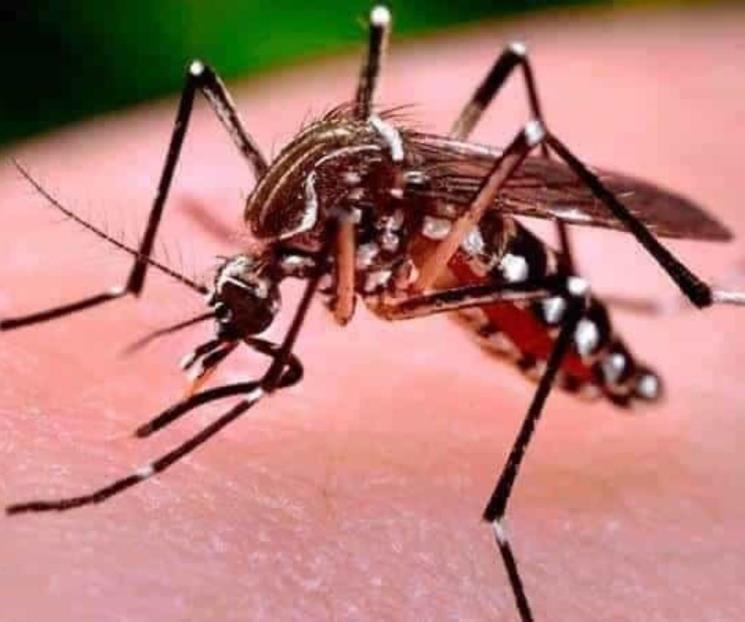 Preocupa a OMS brotes de dengue en Latinoamérica
