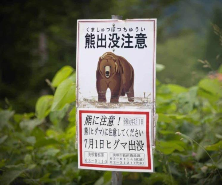 Propone Japón cazar osos tras récord de ataques a humanos