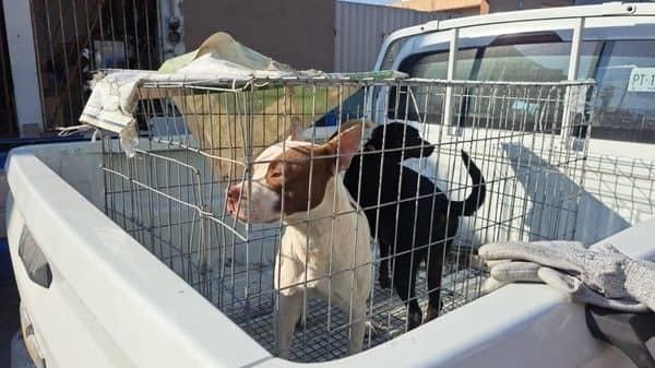 Rescatan dos canes que eran víctimas de maltrato en Guadalupe