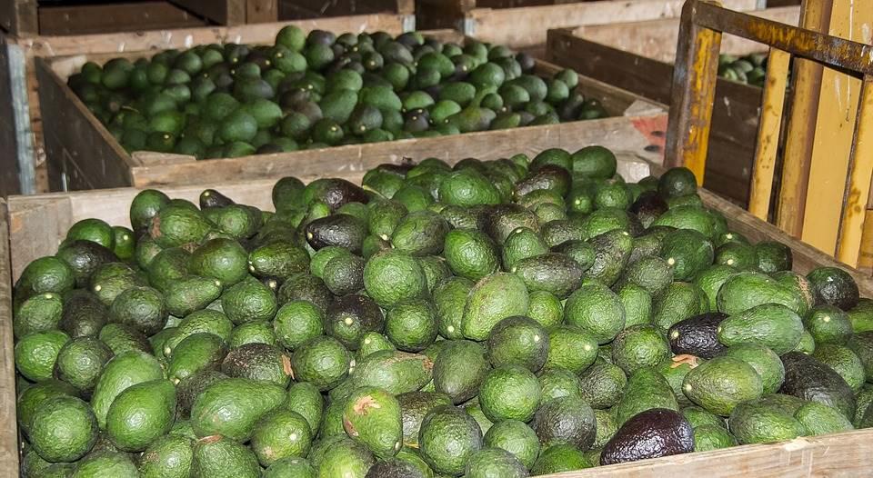 Exportación de aguacate aumenta por consumo de guacamole y tacos