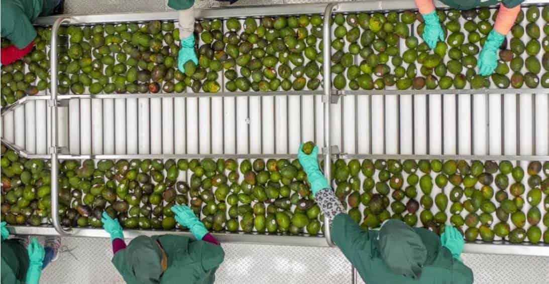 EU pide mecanismo laboral T-MEC contra productora de guacamole