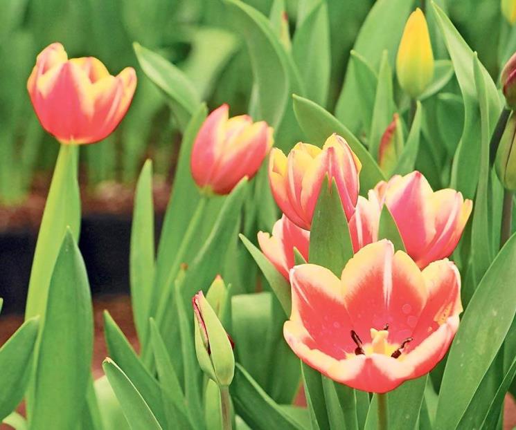 Además de la rosa, el tulipán es la flor del amor