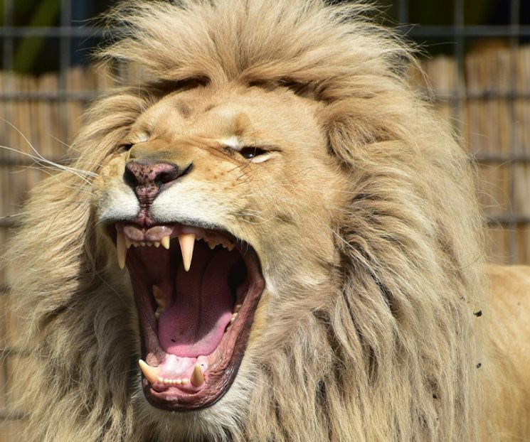 Hombre muere tras intentar selfie con león en zoológico de India