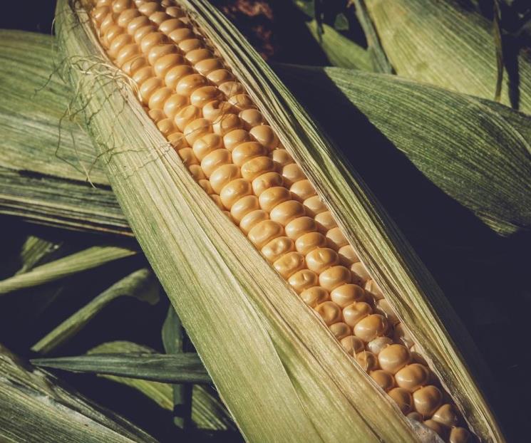 Prohibición al maíz transgénico, sinsentido y con datos irreales:CNA
