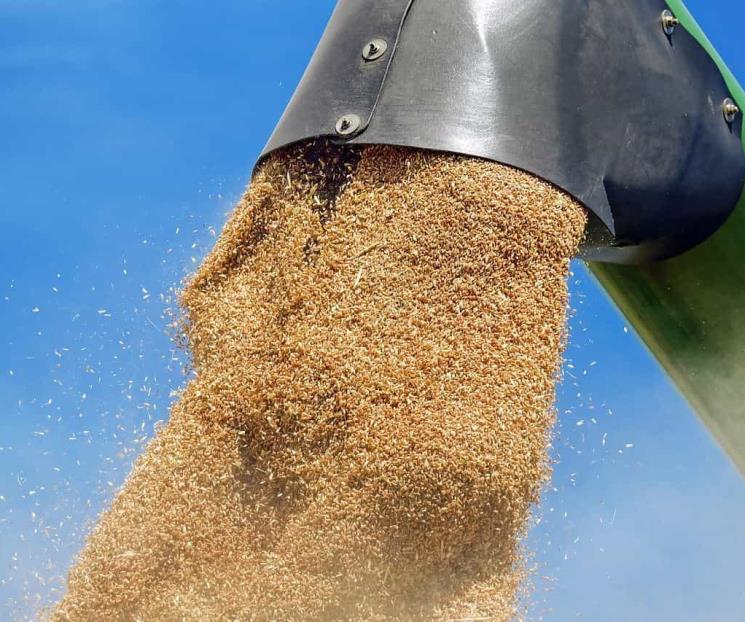 Baja en agroalimentaria por sequía incitará importación de granos