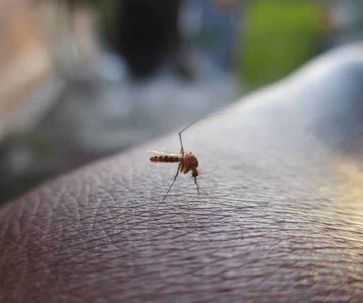 Dengue en América: ¿cuáles son los síntomas y cómo detectarlo?
