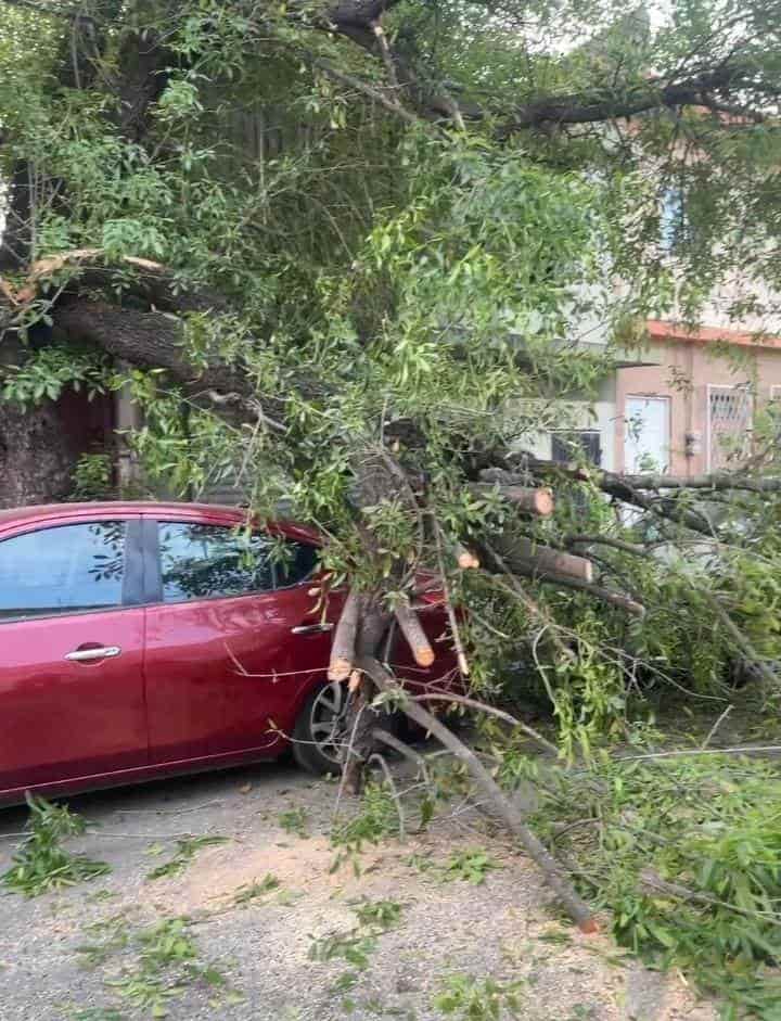 Un auto estacionado en calles de la Colonia Nuevo Repueblo, resultó dañado luego de que le cayó un árbol, ayer al sur del municipio de Monterrey.