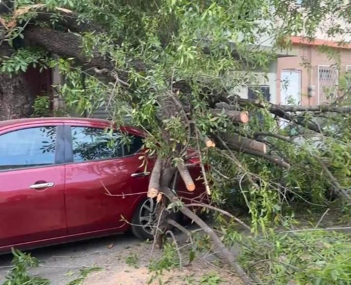Cae árbol sobre auto estacionado