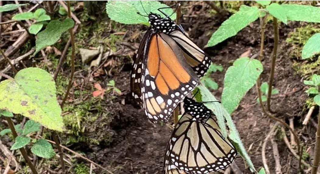 Disminuyó la migración de mariposas monarca en Edomex