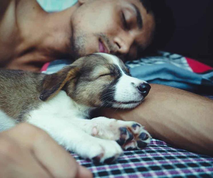 Pros y contras de dormir en la cama con mascotas, según veterinarios