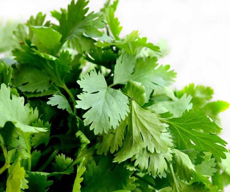 El cilantro contiene propiedades antiespasmódicas y bactericidas