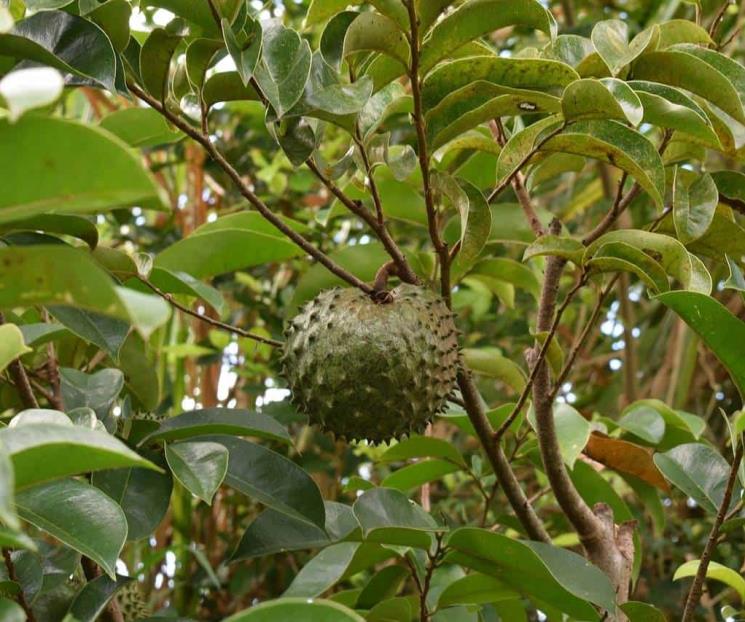 Beneficios del té de hojas de guanábana