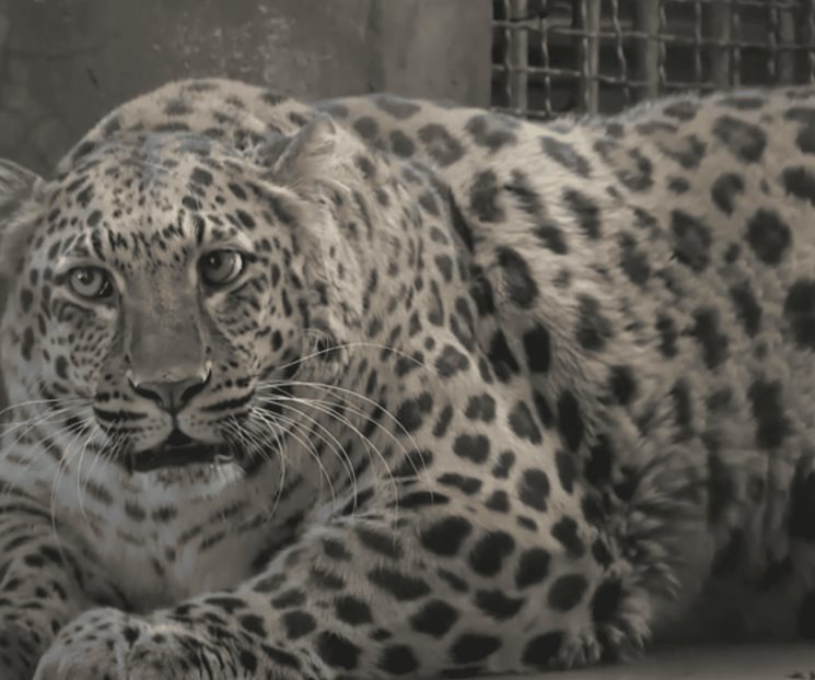Leopardo con sobrepeso será puesto a dieta