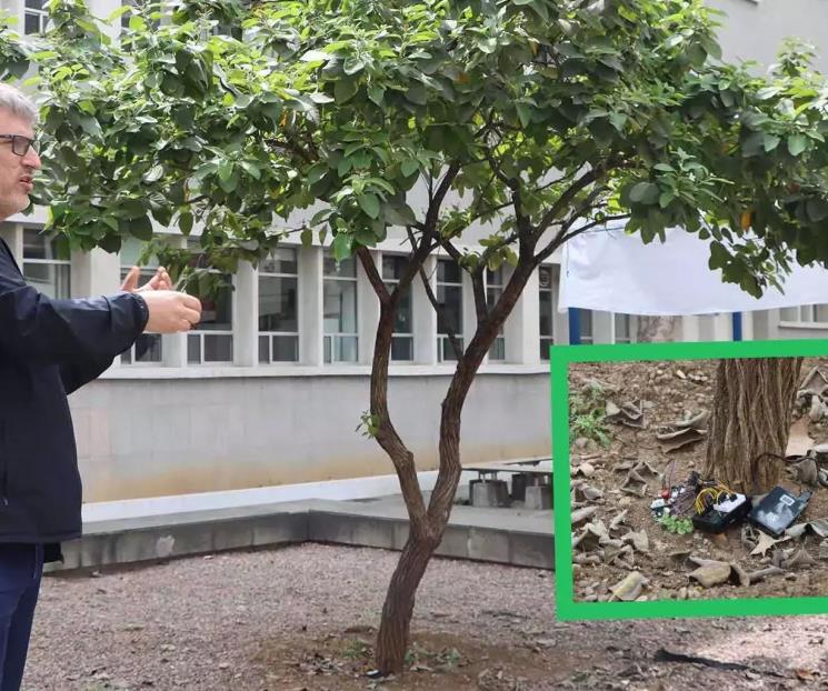 Monitorean salud de árboles con uso de sensores