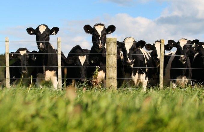 Detectan gripe aviar muy contagiosa en vacas de Texas