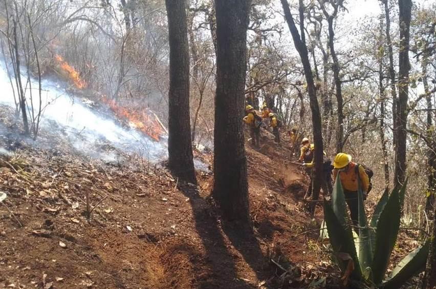 Reportan casi controlados incendios forestales en Veracruz