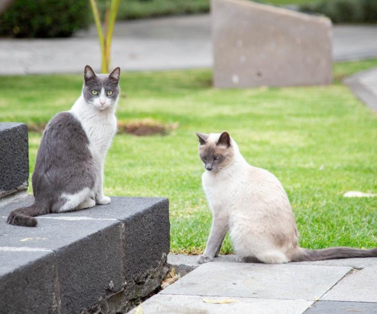 Declaran "activos fijos" a gatos que viven en Palacio Nacional