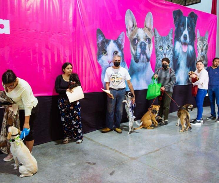 Realiza Guadalupe esterilización gratuita a más de 3 mil mascotas