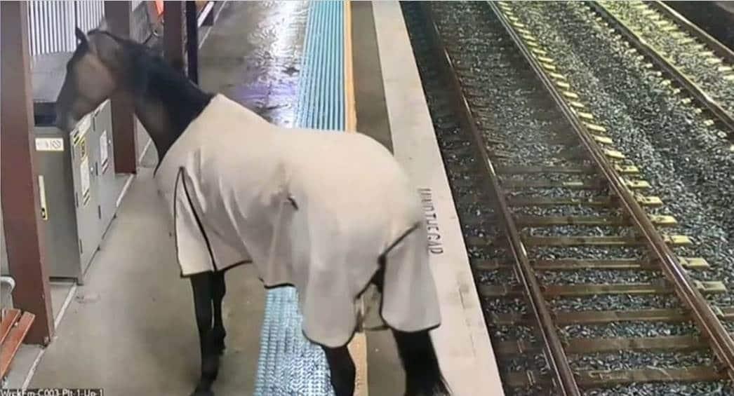 Caballo irrumpe en estación de tren en Australia