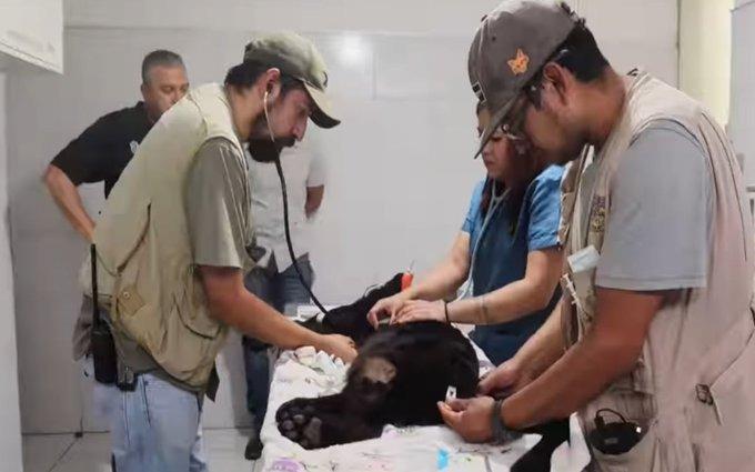 Jaguar muere por inundación de aguas negras en Zoológico de Morelia