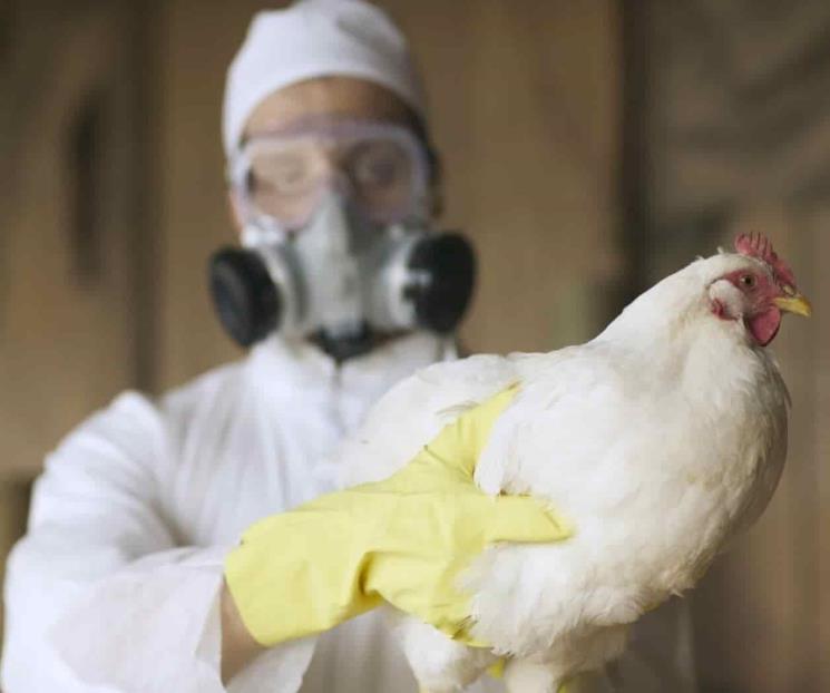 Riesgo de contagio de gripe aviar a humanos preocupa mucho a la OMS