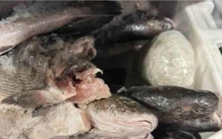 Decomisan metanfetamina en hielera llena de pescado en Calexico, EU