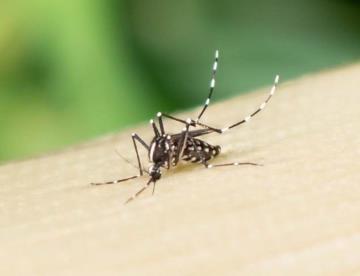 Por epidemia de Dengue, declaran emergencia nacional en Guatemala