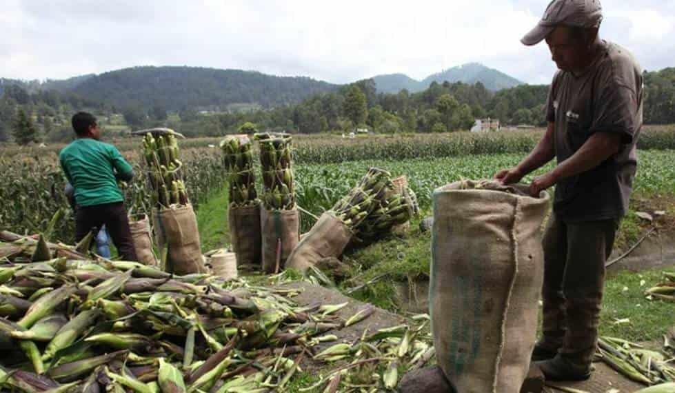 Productores de maíz reabren circulación en Sinaloa