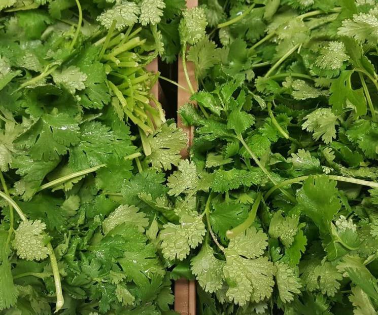 Cinco beneficios de tomar jugo de cilantro con perejil