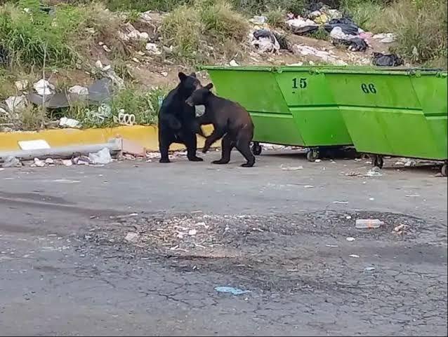 Están en alerta por la Norma de Osos