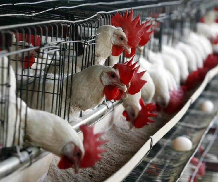 Anuncia OMS primera muerte por gripe aviar H5N2 en México