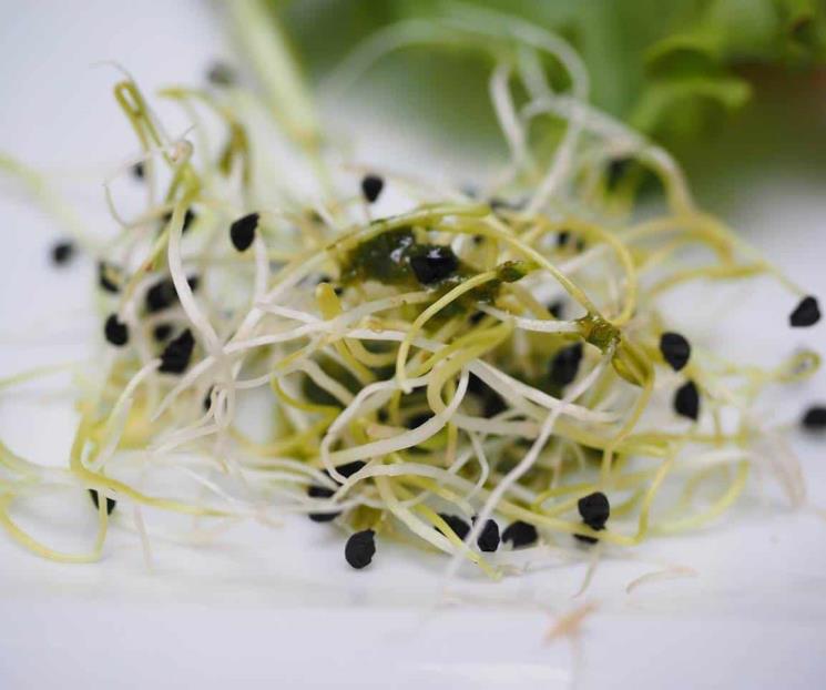 La alfalfa regula el colesterol y limpia el intestino