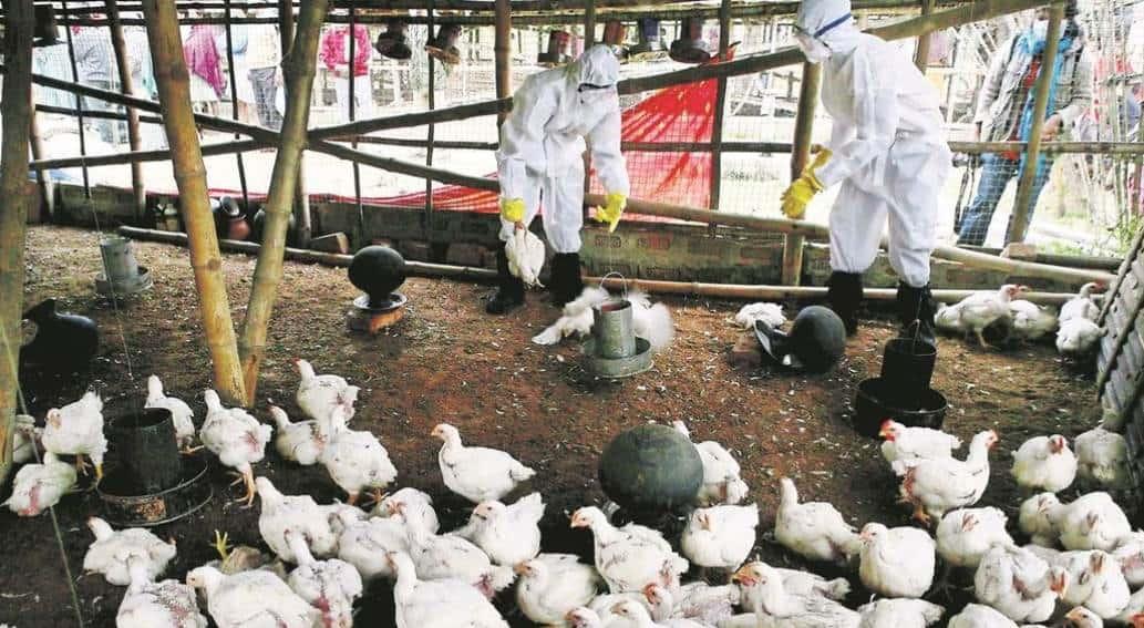 ¿Existe vacuna para la gripe aviar H5N2?