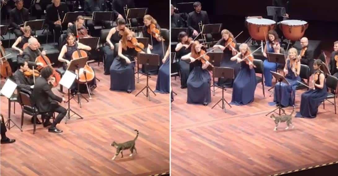 Gato se roba show durante concierto de música clásica en Turquía