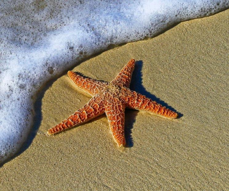 Biólogo explica el hábitat de las estrellas de mar