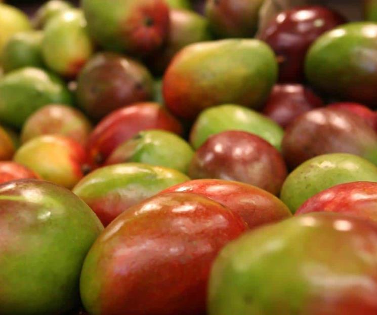 Incidente con inspectores de EU afecta exportación de mango