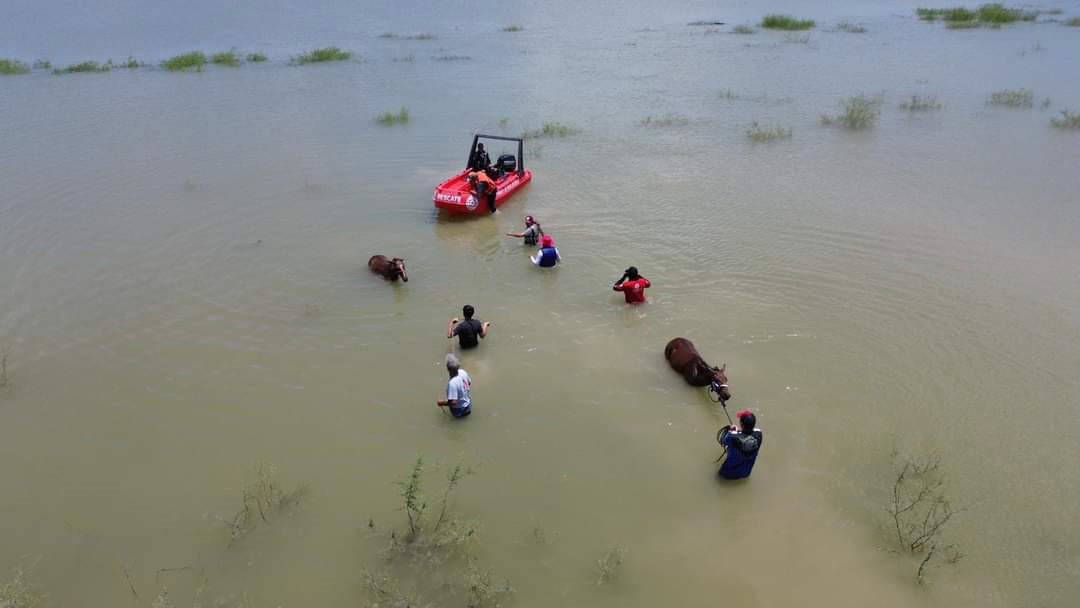 Un grupo de 30 caballos atrapados en una isla de la presa Cerro Prieto, en Linares, fueron rescatados por elementos de Bomberos y Protección Civil de Nuevo León.