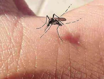 Aumenta 448% el dengue en los últimos 5 años
