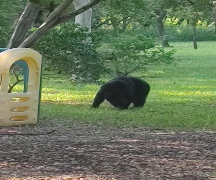 Reportan avistamiento de oso en la Carretera Nacional