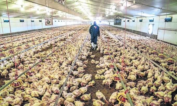 Confirman en Colorado cuatro nuevos casos de gripe aviar