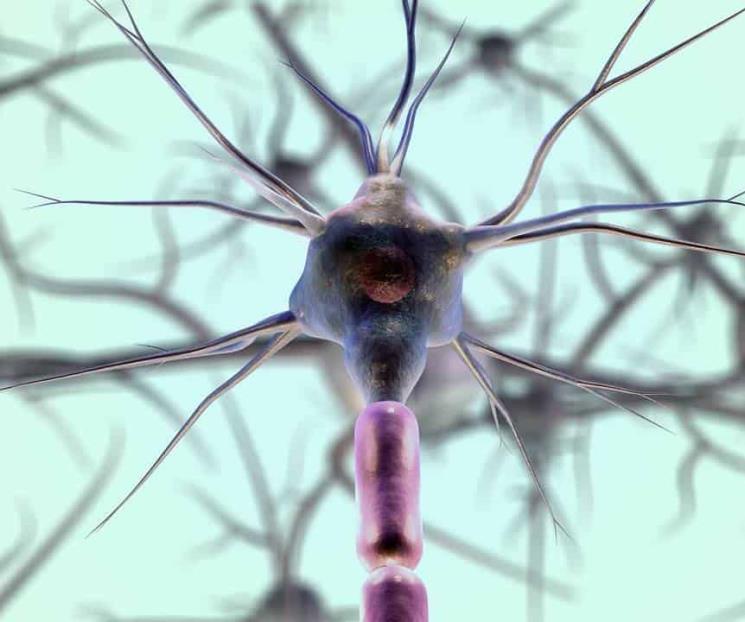 Estudio de Harvard revela nuevos datos claves sobre las neuronas