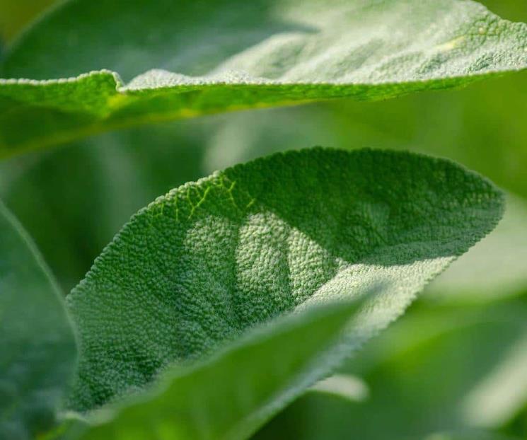 La salvia sirve como tónico contra infecciones de todo tipo