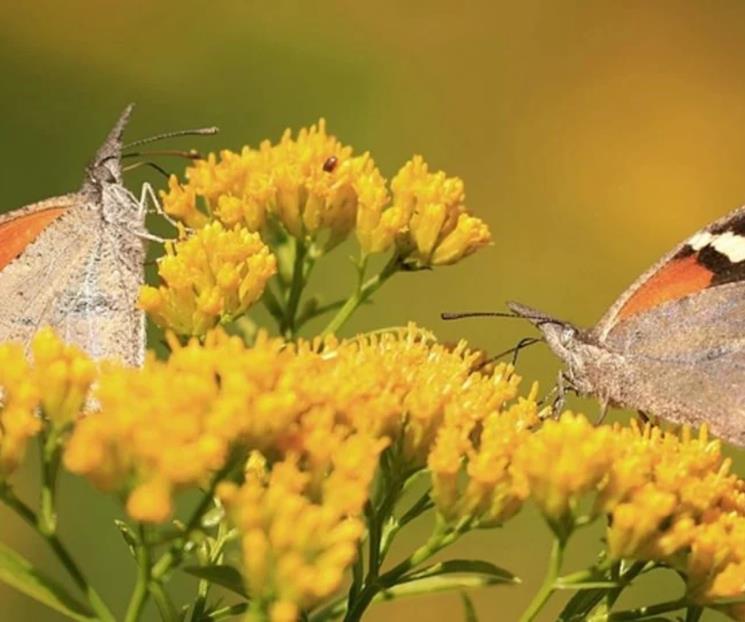 Adelantan las lluvias migración de mariposas