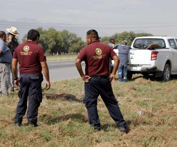 Investigan atropello de osa en carretera a Monclova