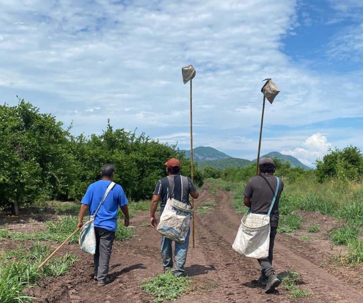 Paro de productores de limón reducirá oferta y aumentará precios